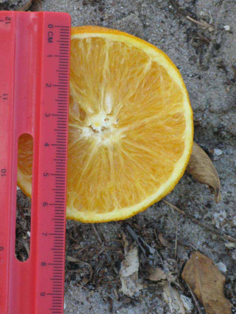            Fruit cross-section (Winter Haven, FL)   